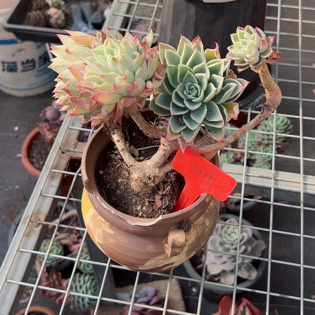 赫*拉1219三色堇多肉植物