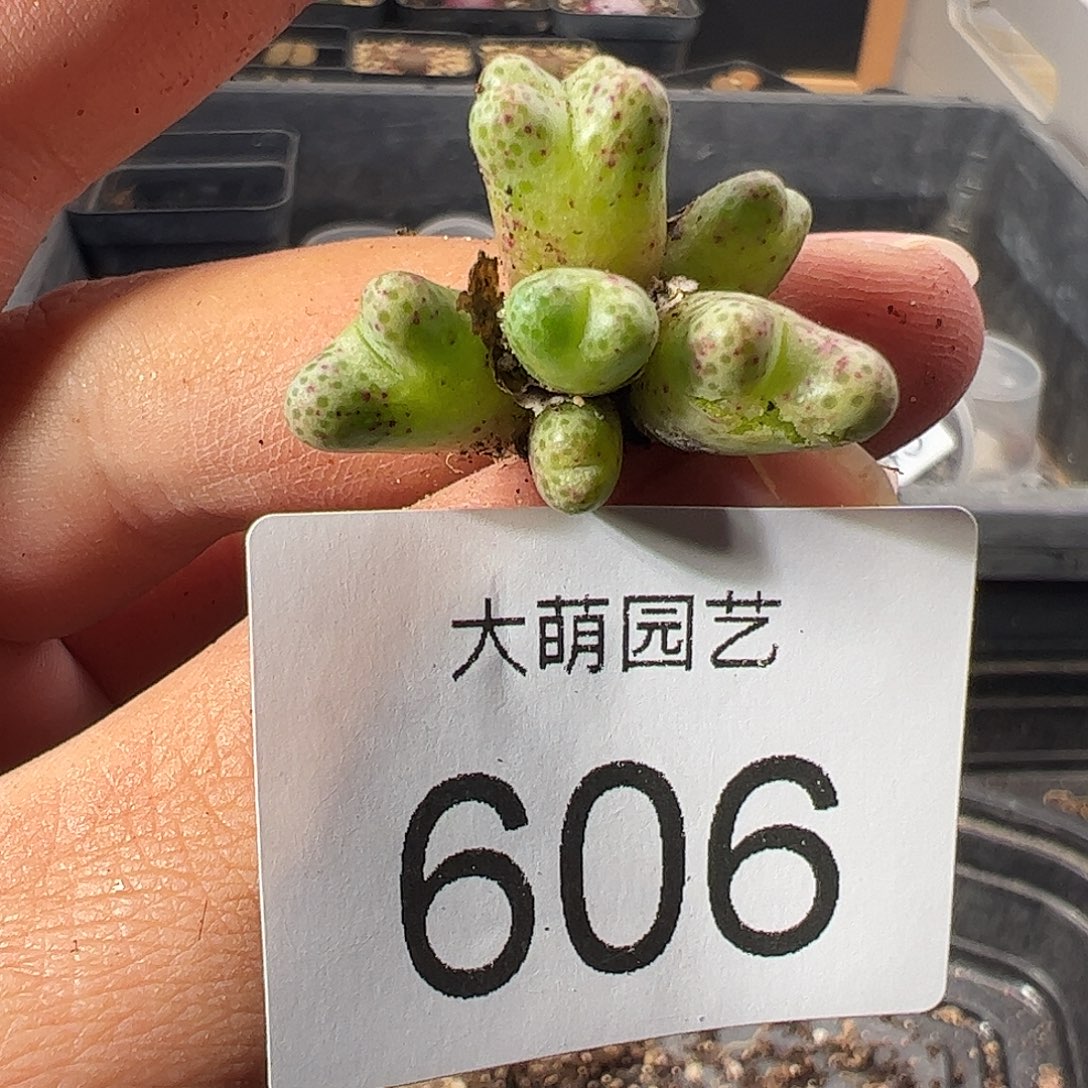 一物一拍。         606