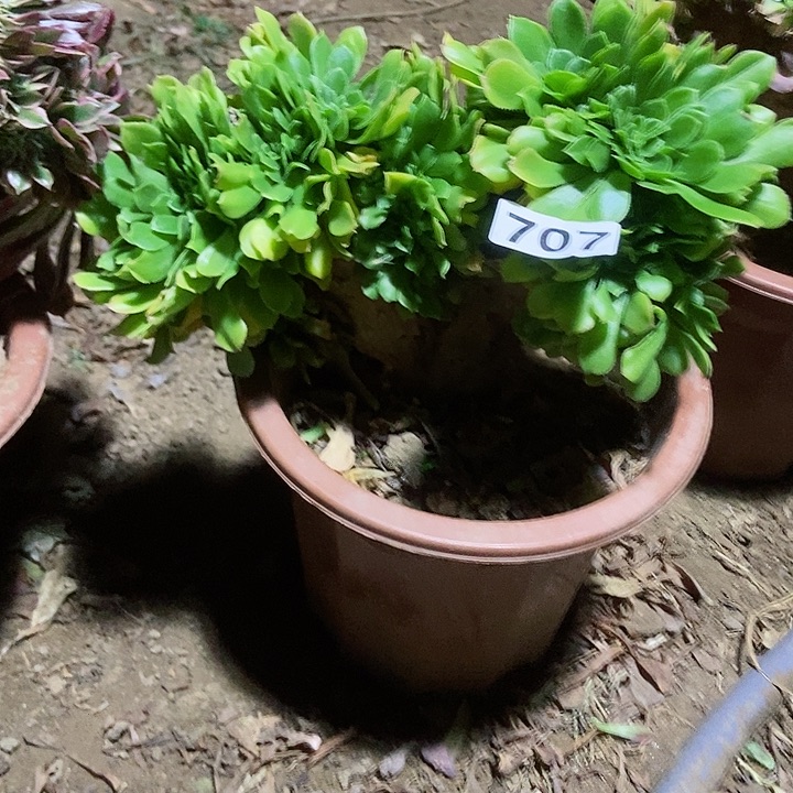 707绿杨蓉老庄缀化特价