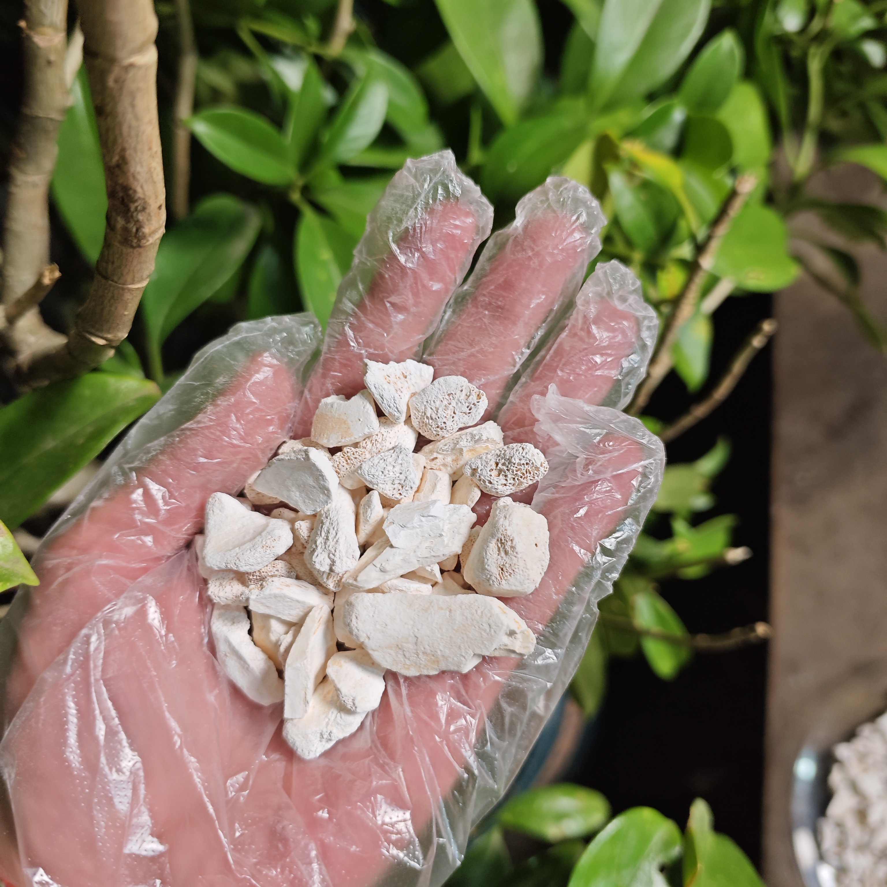 1【龙-骨】净含量50g-500g【阿虎现收】粮