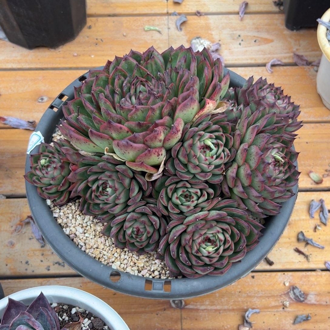 多肉大群月亮石【非偏远满18包邮】