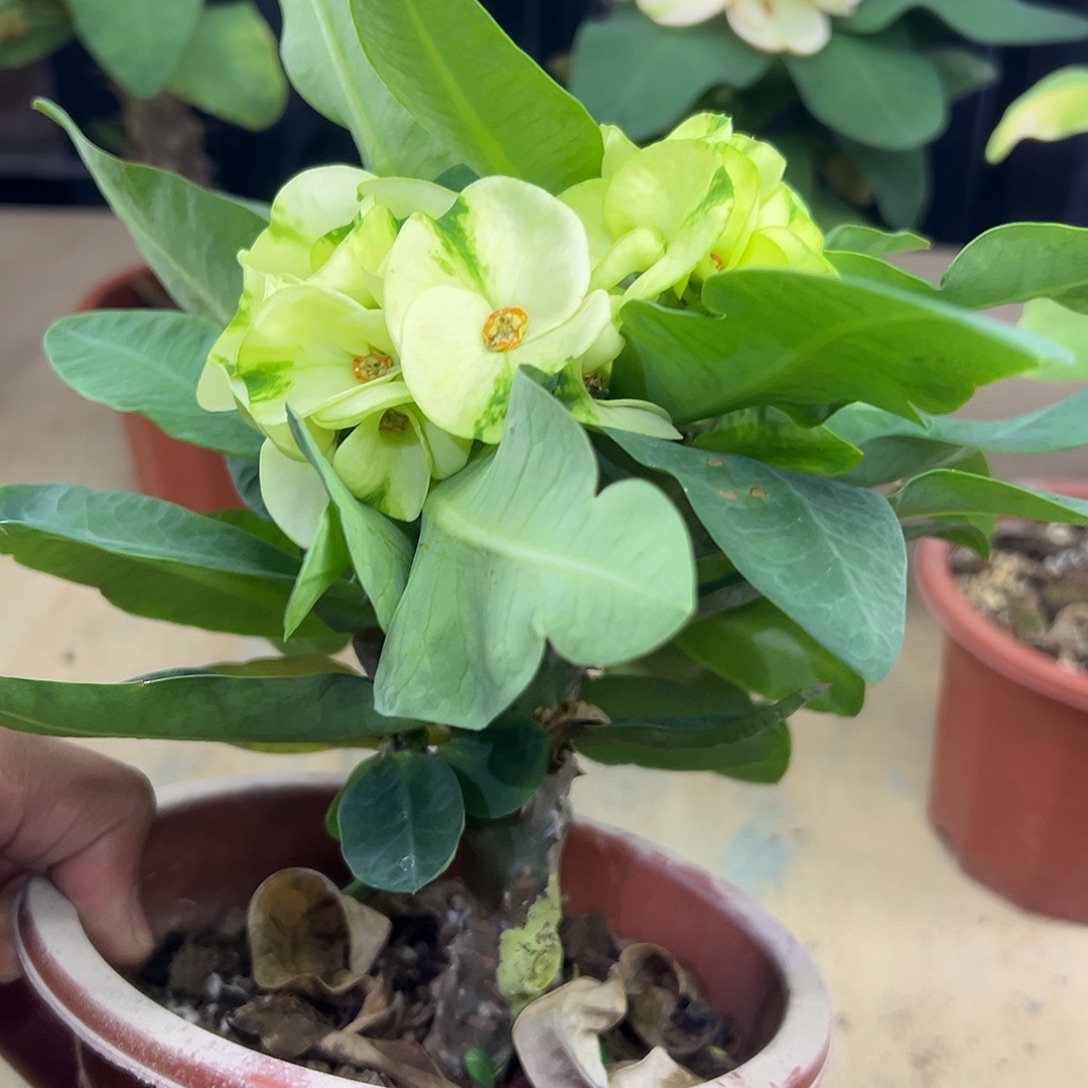 孔雀翎泰国大花虎刺梅