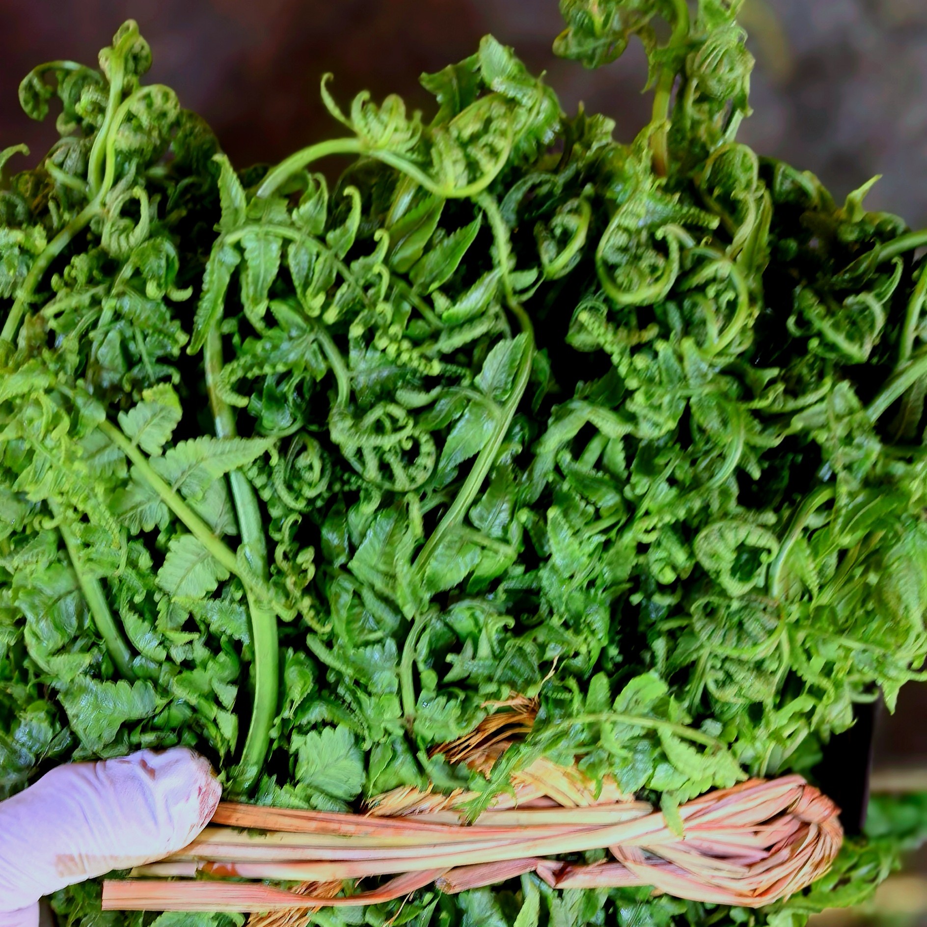 云南西双版纳新鲜水蕨菜应季蔬菜现摘现发