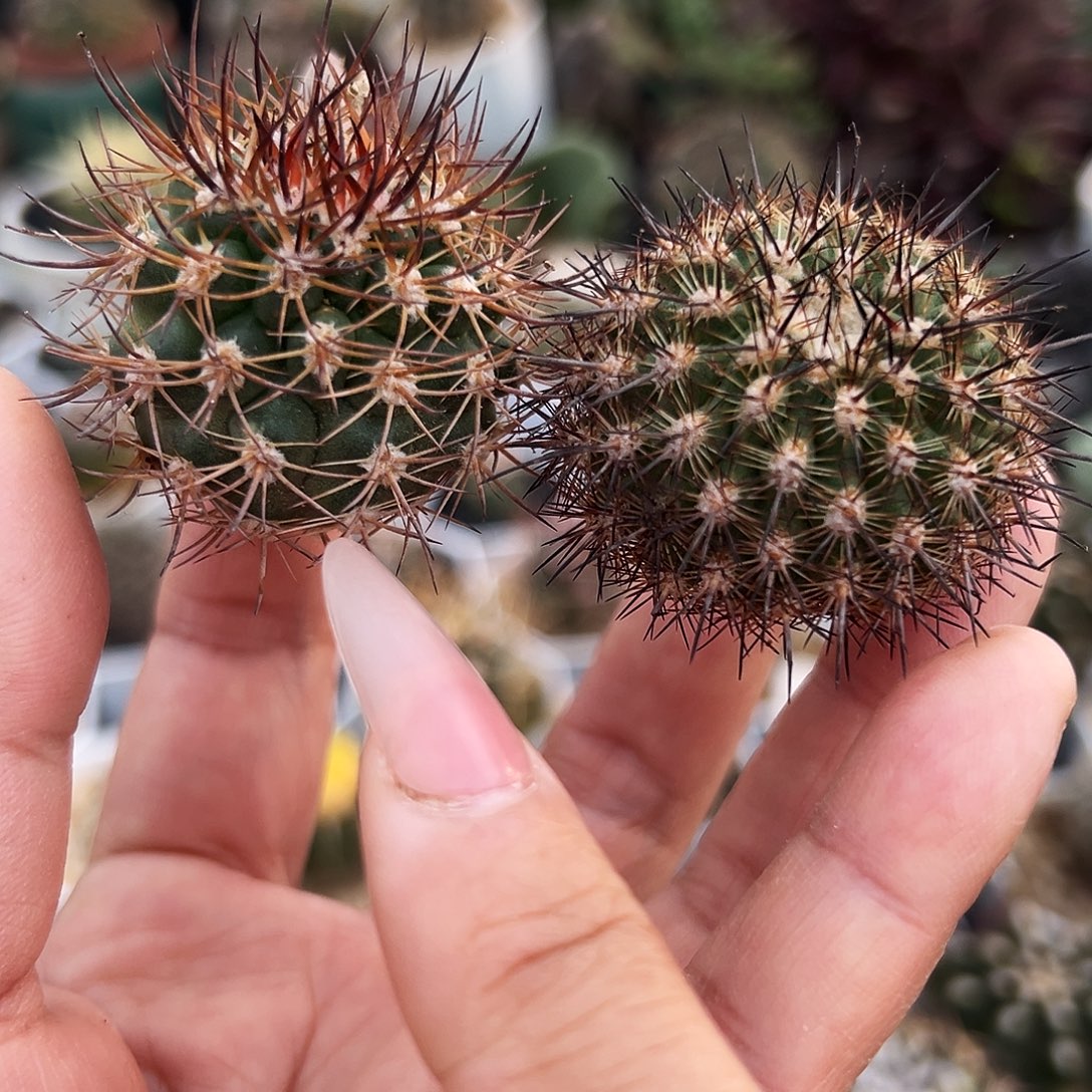 逆豹加长刺白锦仙人球66666666