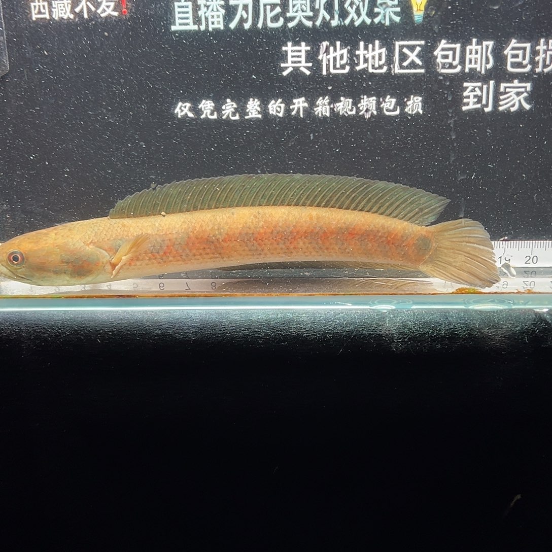 雷龙鱼七星雷龙七星雷龙