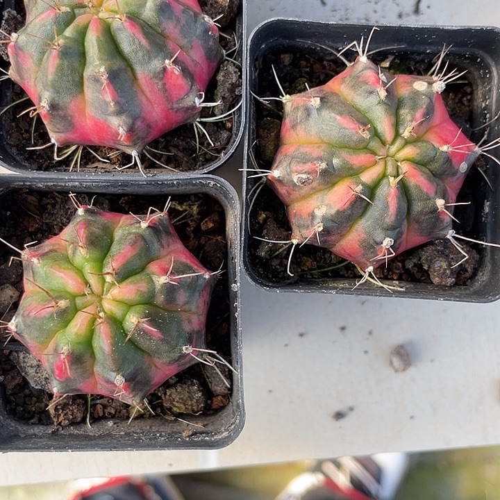 福利品 光辉牡丹锦3颗一组 包邮