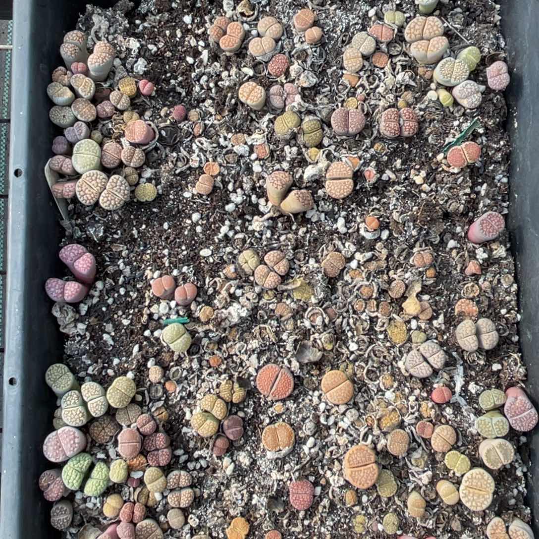 9794网纹寿丽彩拼一筐脱土不售后