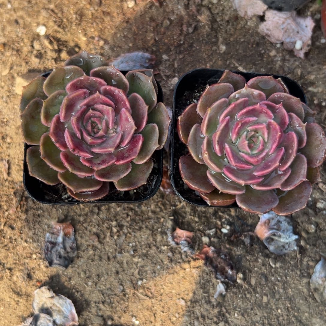 多肉植物多肉植物