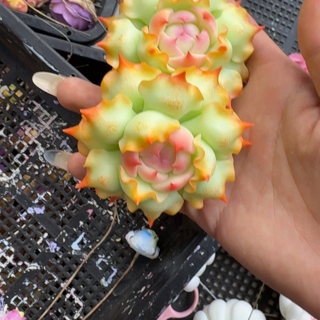 树脂制品15号噢噢噢噢