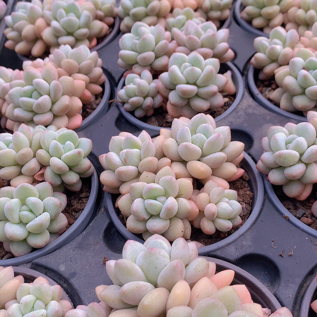 泡泡糖群24567888999000