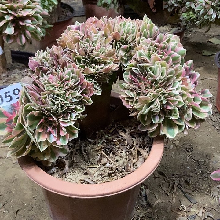 059粉女郎老庄缀化