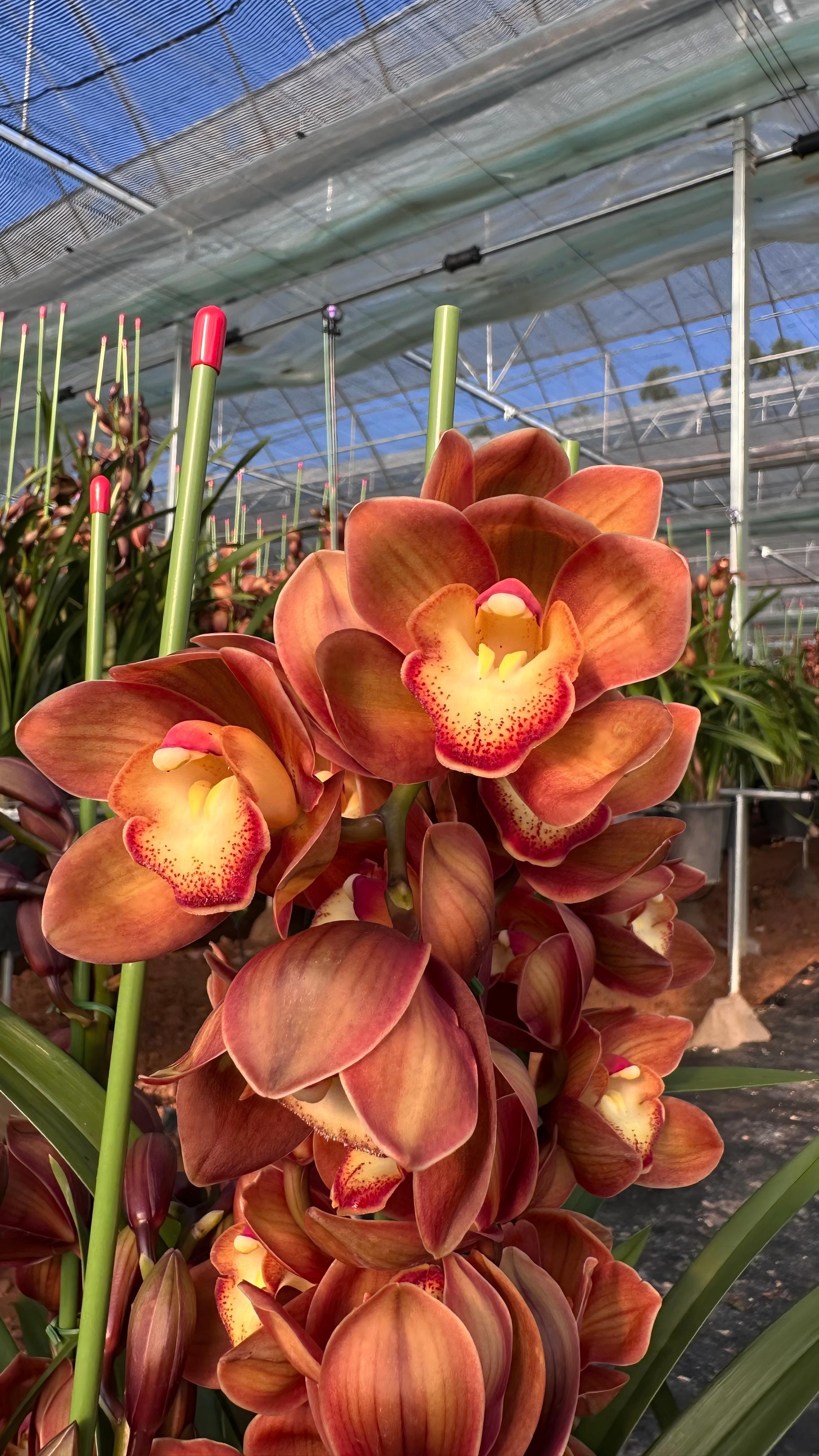 【梦境佛光】大花蕙兰室内绿植兰花花卉鲜花盆栽观赏花盆