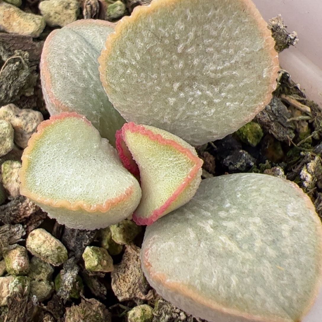 粉雪蛋水泡多肉植物水泡