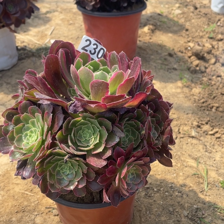 230号多肉植物安娜