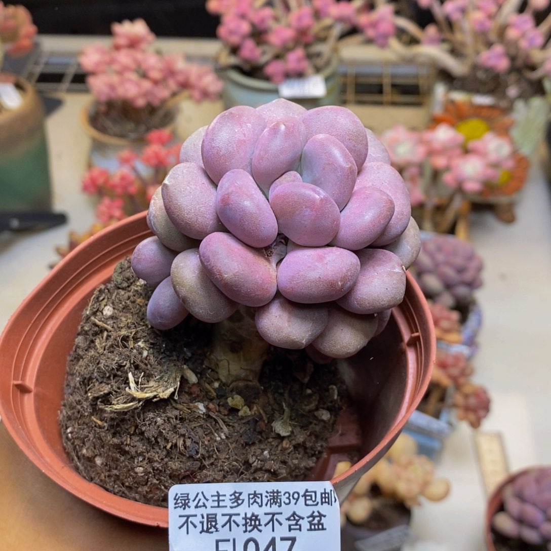 047月美人多肉6c m