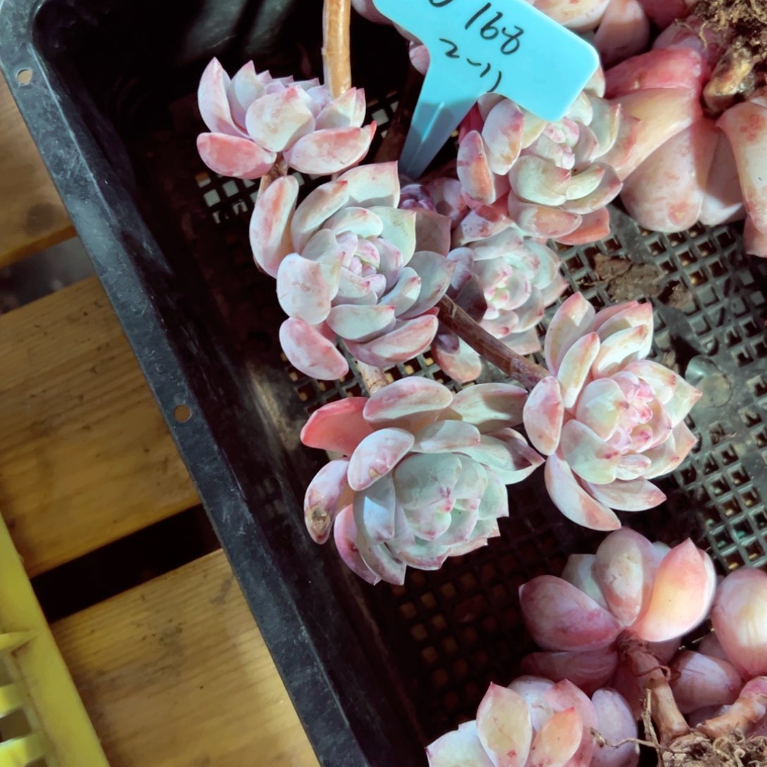 .**oOO石榴籽飘枝168