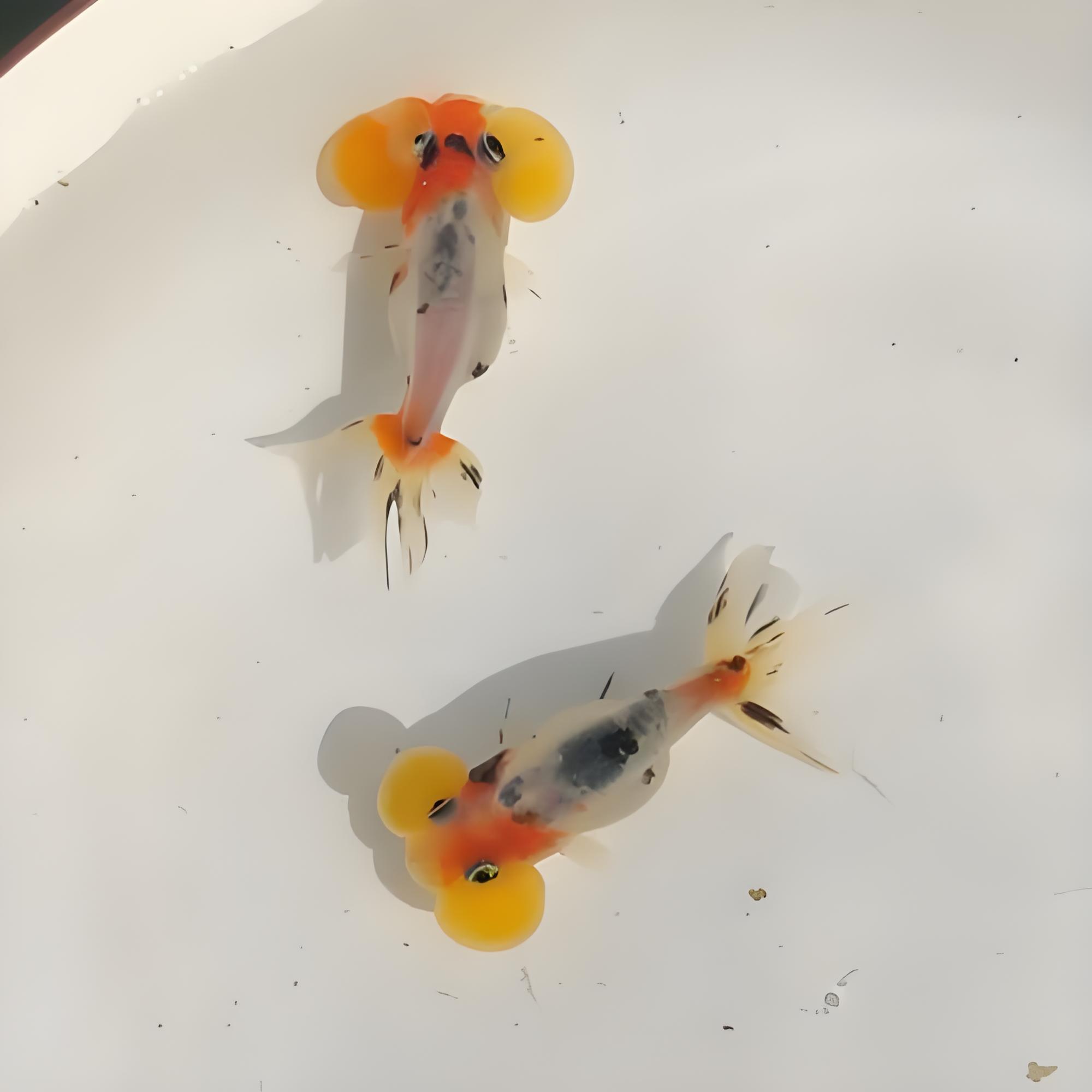 精品五花水泡冷水观赏鱼好养皮实顺丰包邮鱼观赏鱼活鱼金鱼小鱼