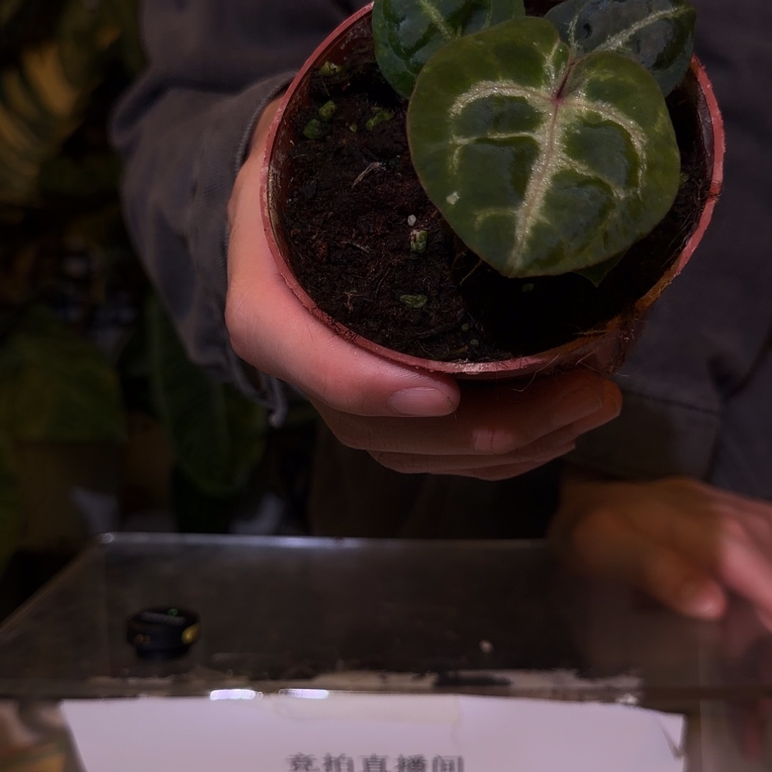 完全开放F305  红铜个体石化