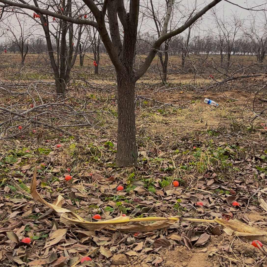 完全开放一物一拍