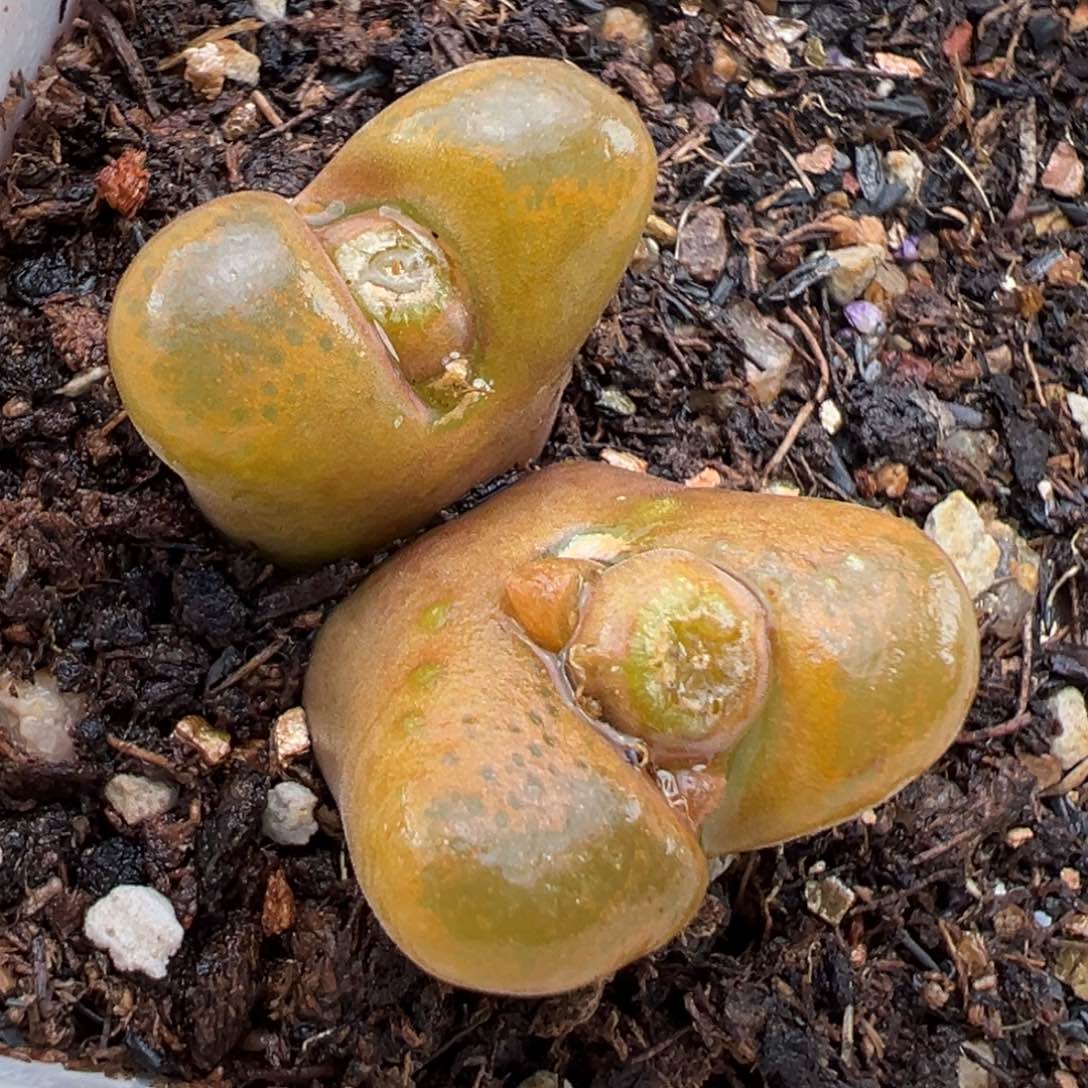 1.15好看的多肉105