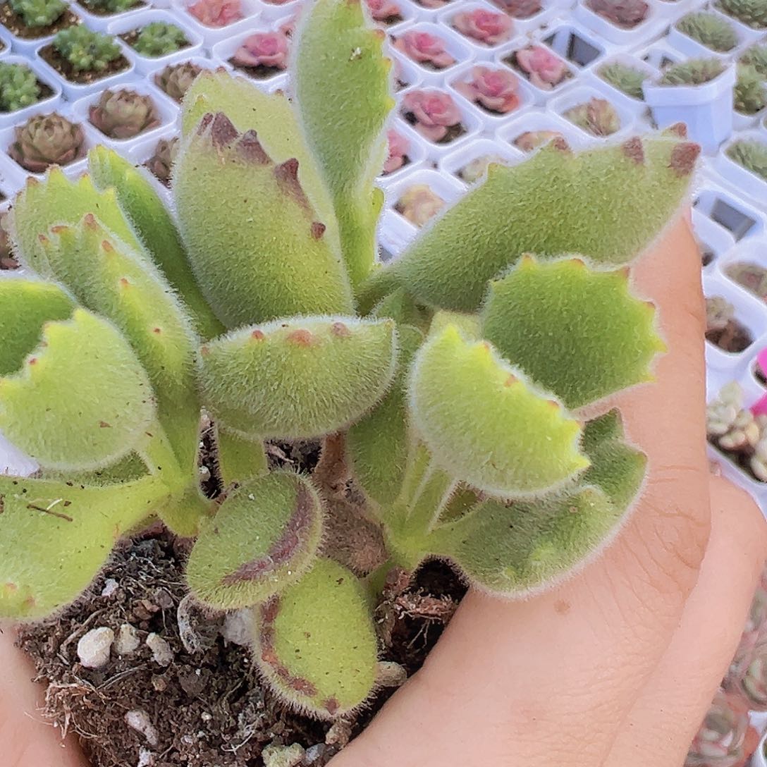 熊童子19包邮拓土发货