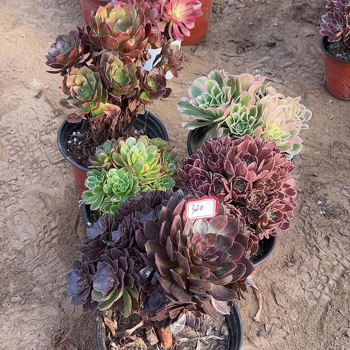 320多肉植物组合，