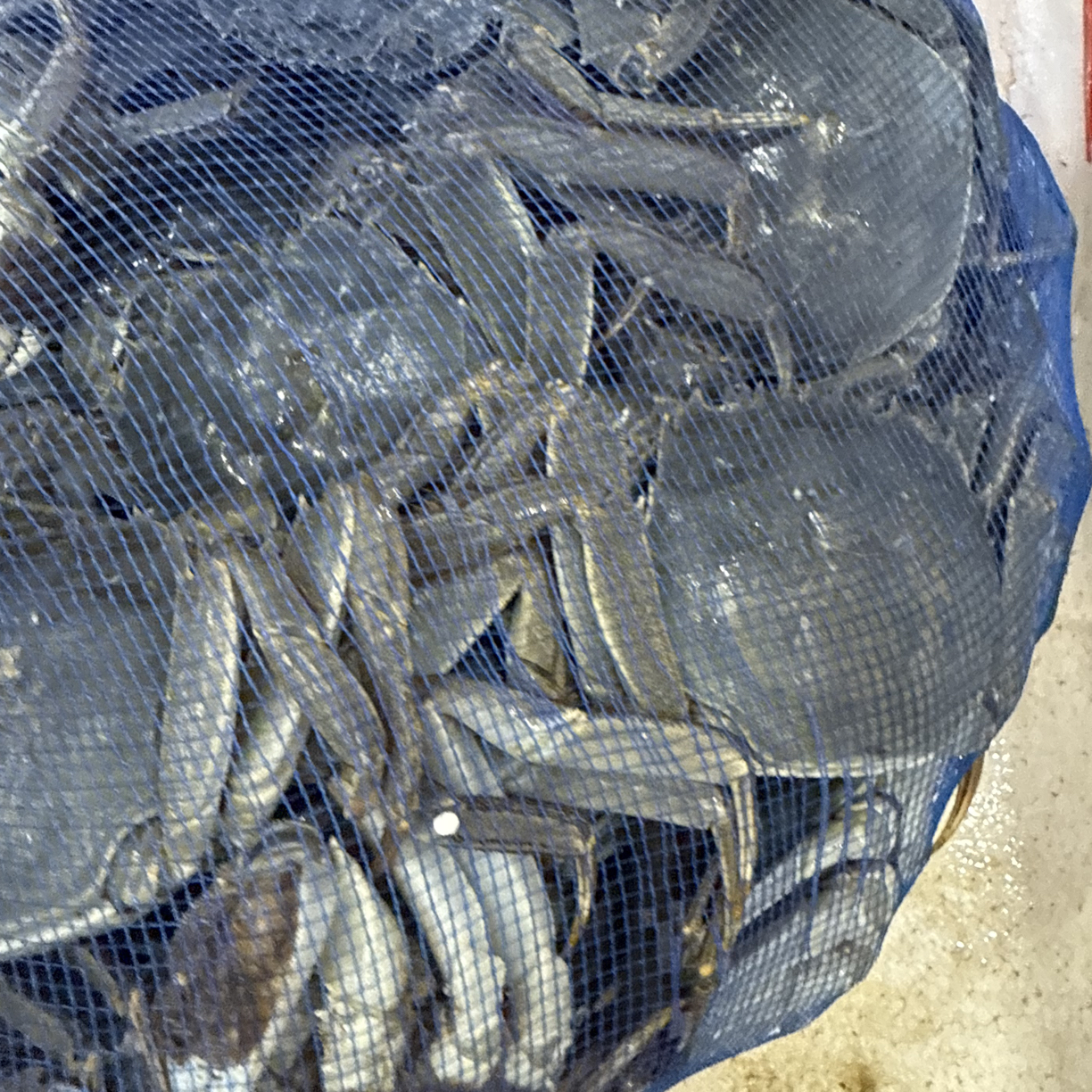 精品母河蟹，，硬黄个保个肥，一斤6只左右，一只1两7.8左右