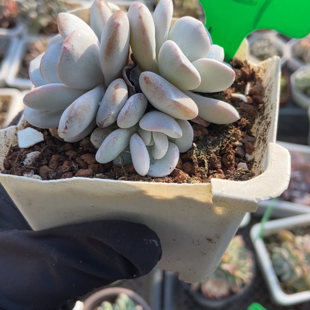 827雪莲多肉植物多肉