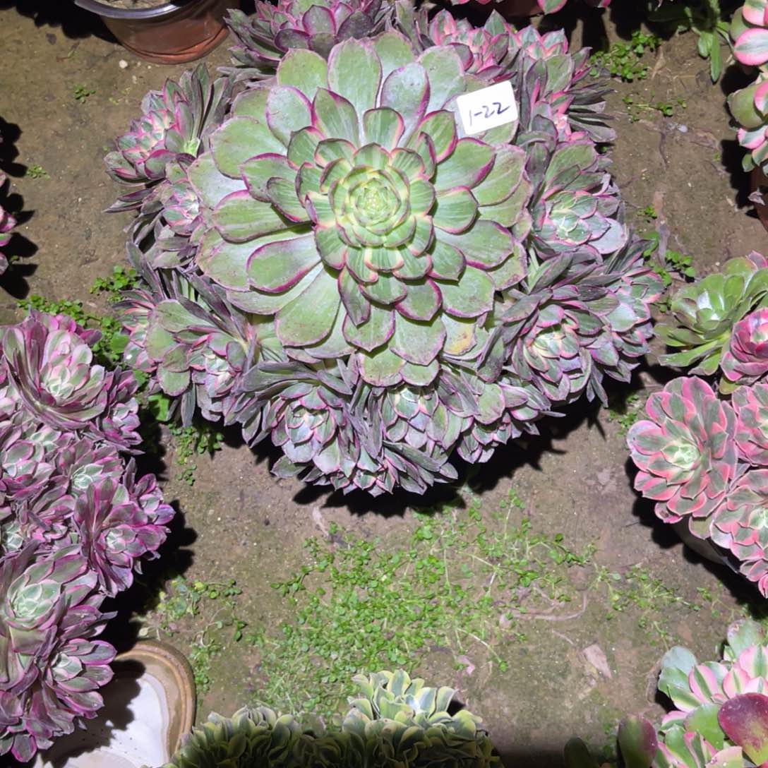 1-1-22莲花座法师锦