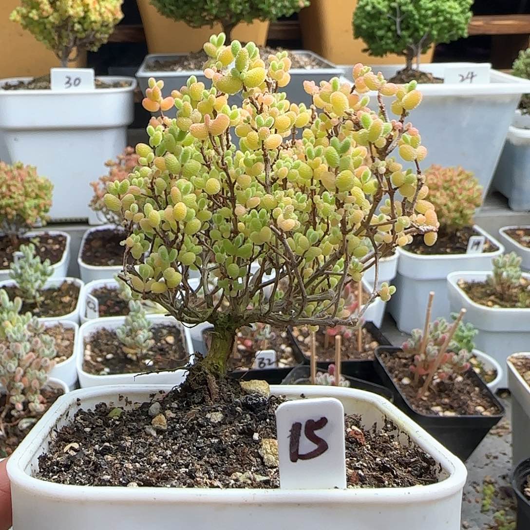 福利蜜橘糖球。。。。