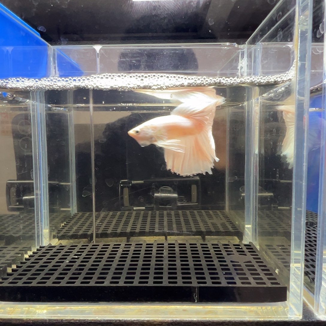 斗鱼阿浩泰斗6日44号