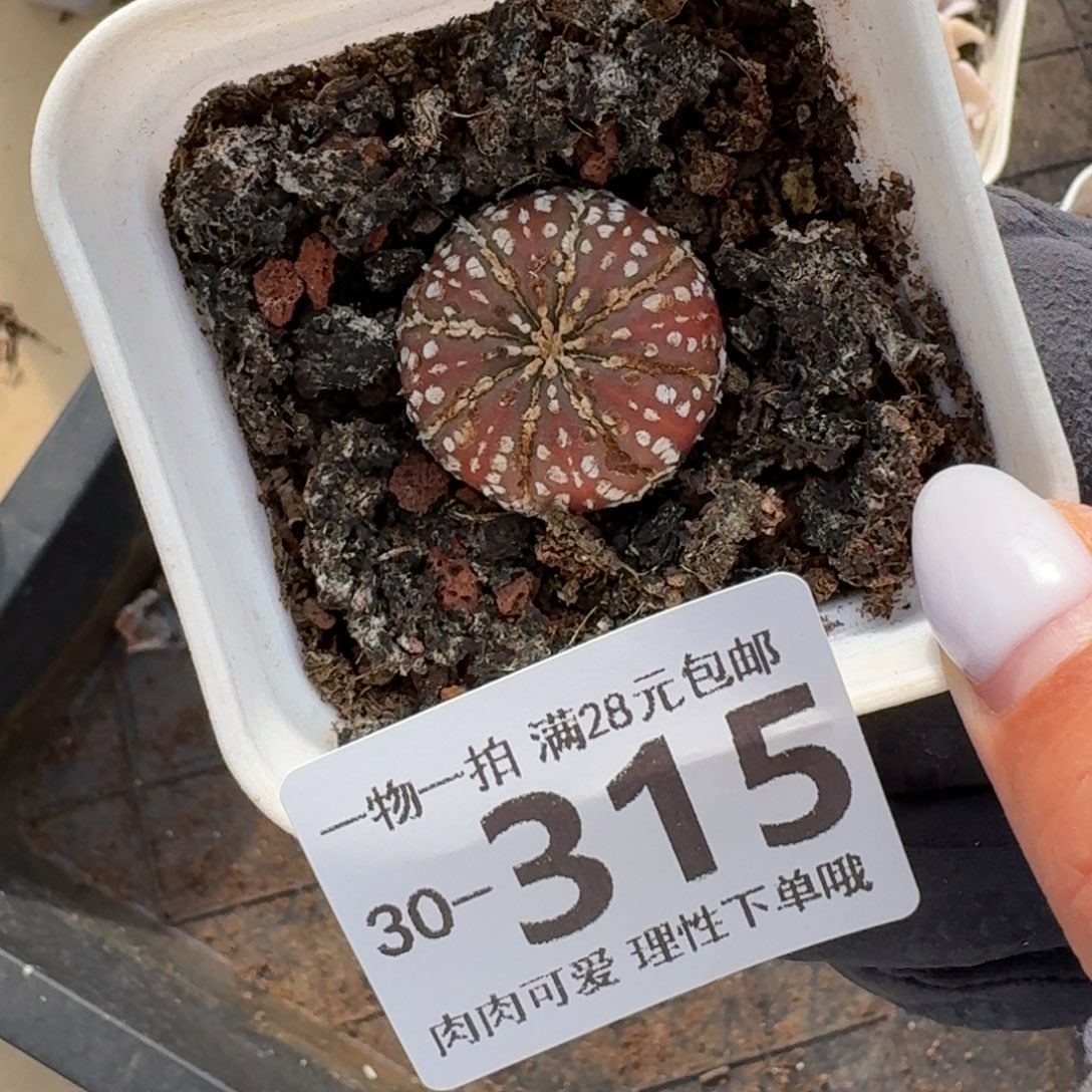 心兜无盆土发货无