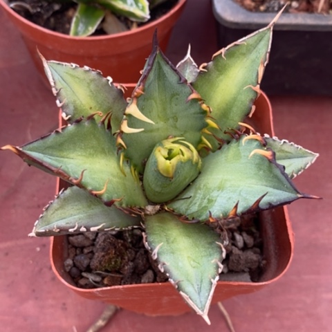 红猫仁王冠9仙人球