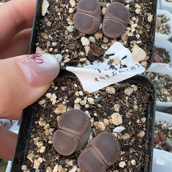 老马生石花双头ko2853