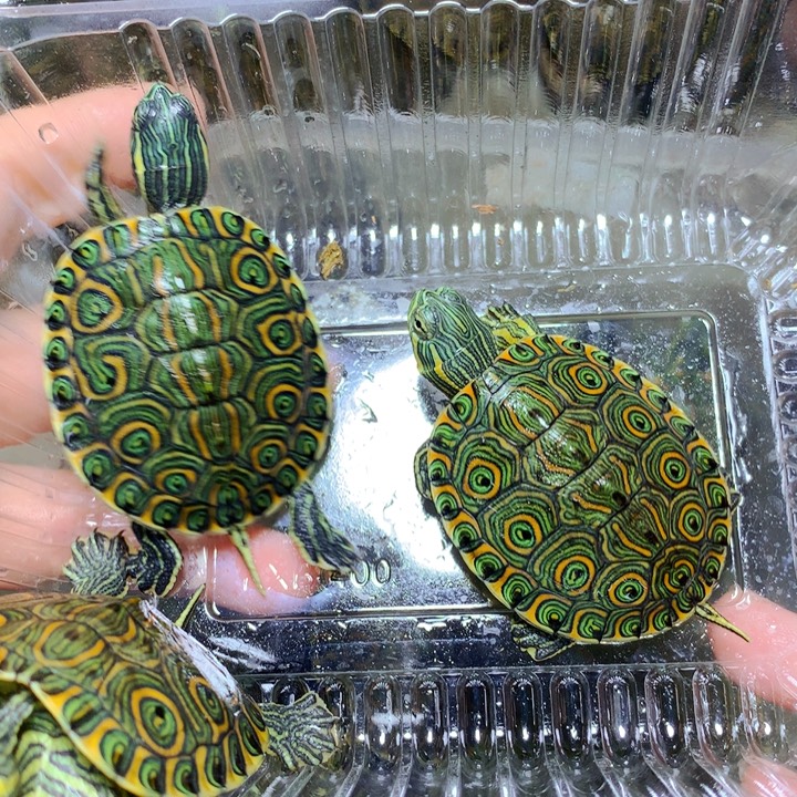 巴西彩龟不分公母3个大河