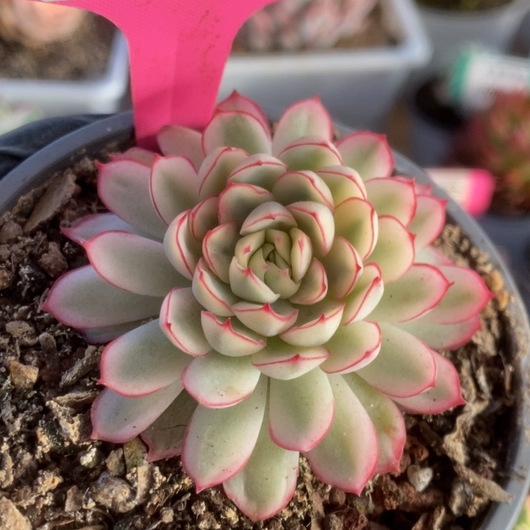 583白覆轮梦幻玫瑰锦