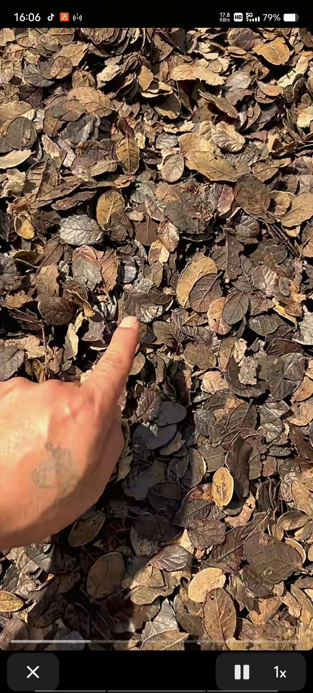 刺栗叶黄栎叶发酵腐熟高温营养丰富保水保肥，20升包装，量大从优