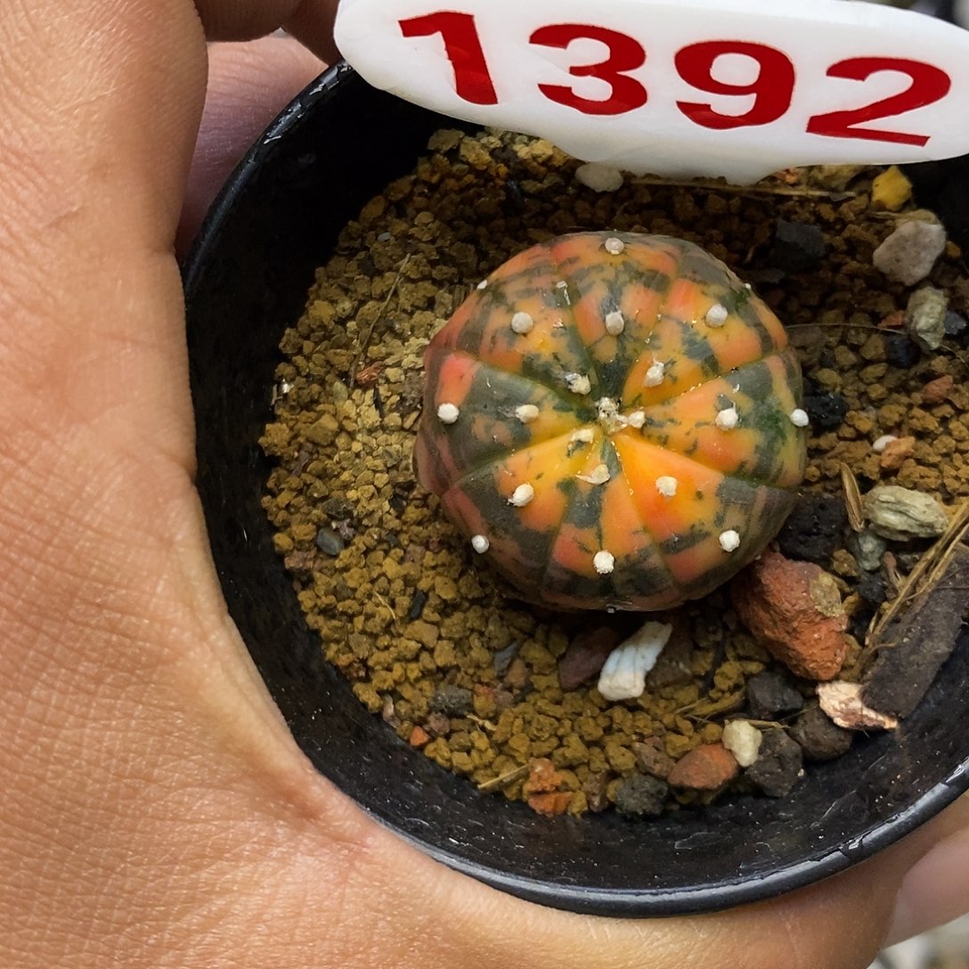 1392福利特价来了啦