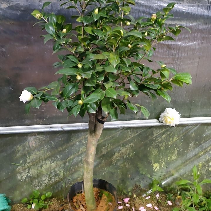 588兰樱，原盆原土发货，不包邮