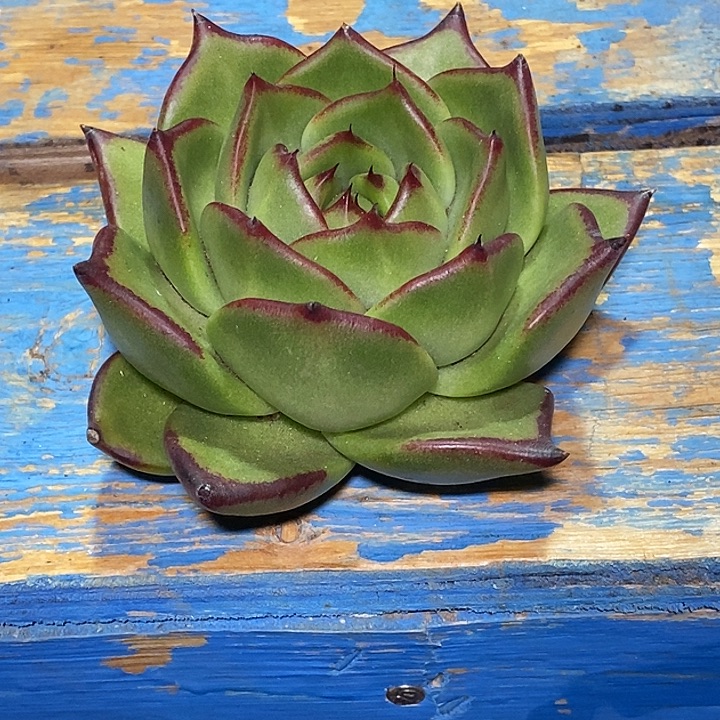 咕****福利原始种巨阙32              