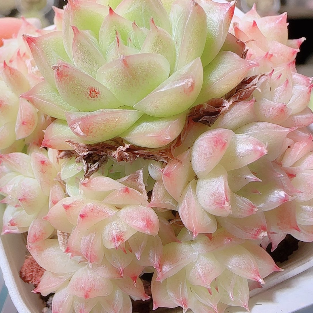 花语逸镜1120-168散