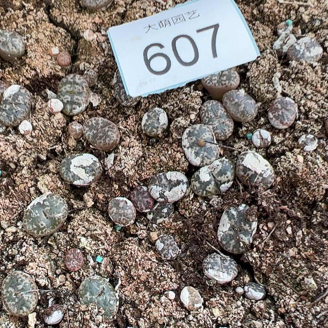 0000607量拍1443.25泡泡勋章6颗