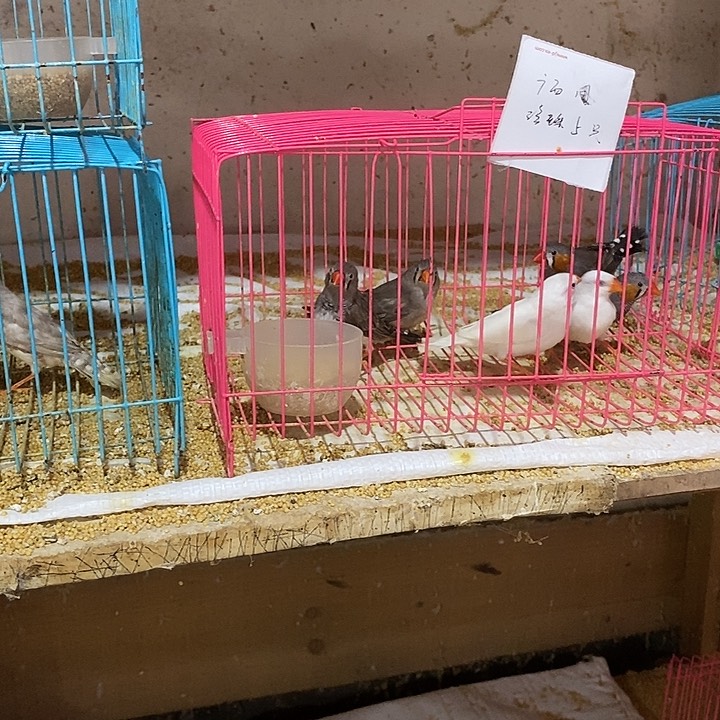 文鸟柒*珍珠灰母1只