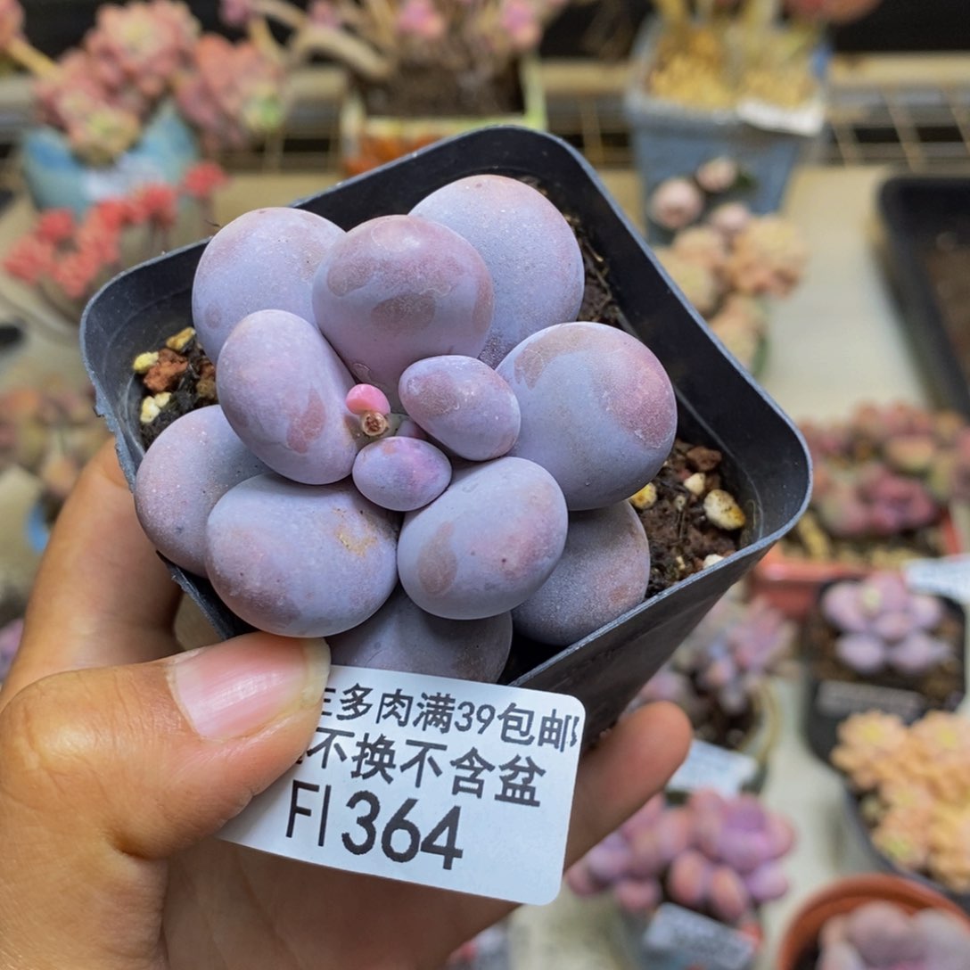 364芭比奶多肉5c m