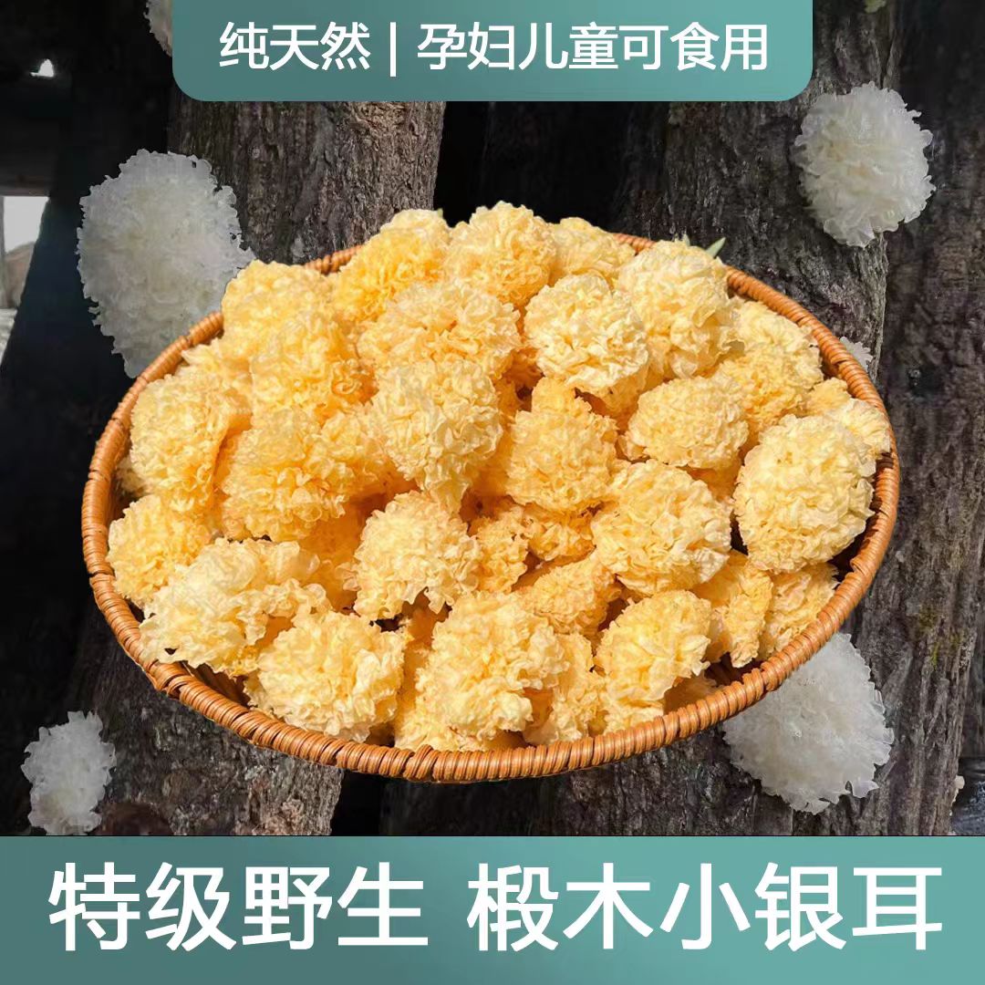 康县椴木小银耳木头上长的 出胶高 海拔2600米