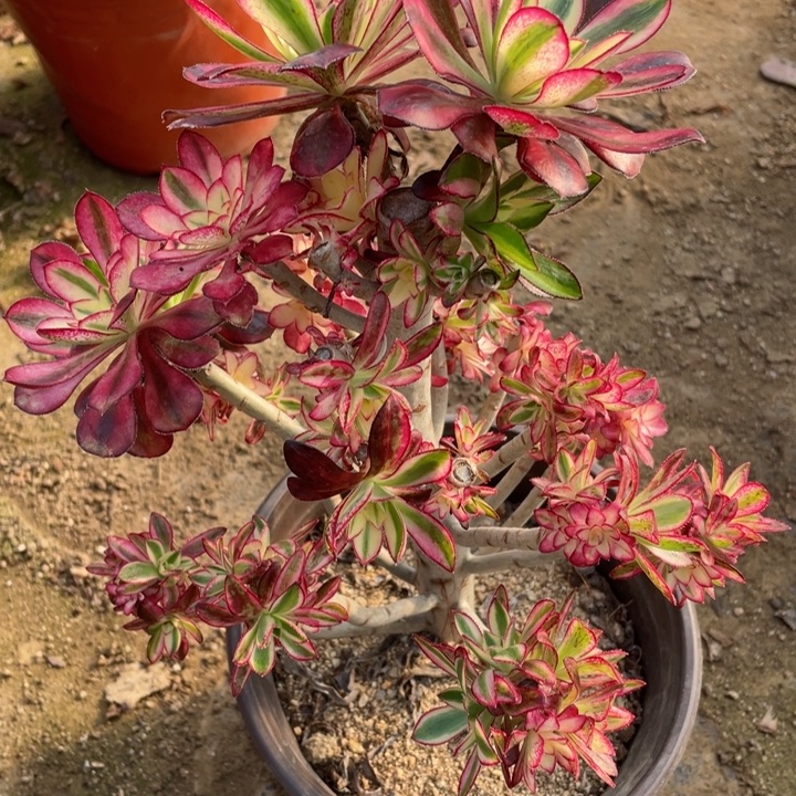 150冰淇淋多肉有砍多肉123455789