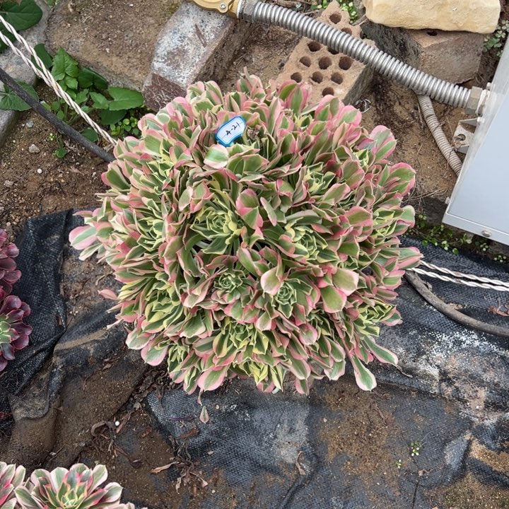 多肉植物白凤不包损4-21