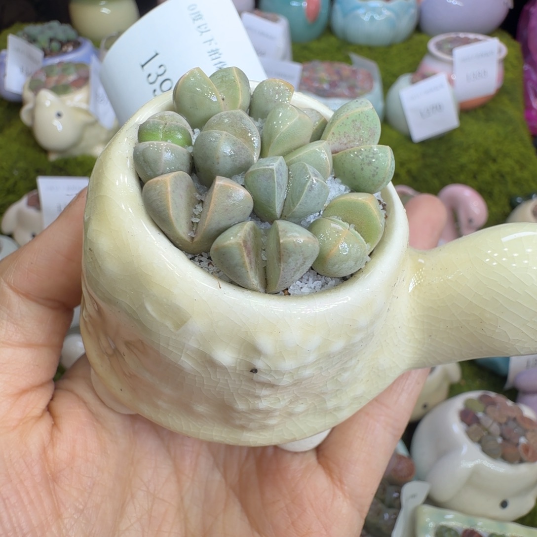 多肉植物福利冲1394