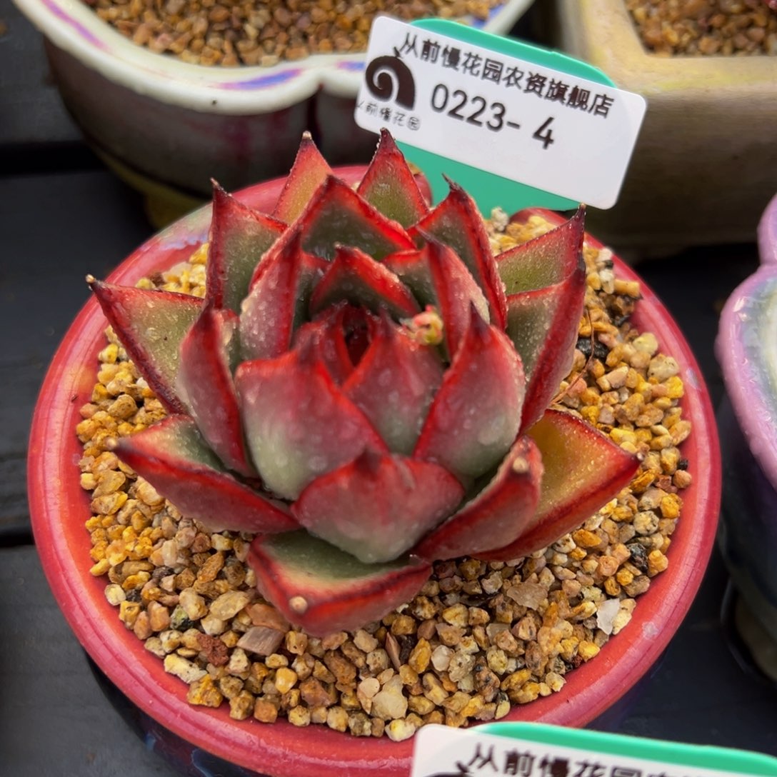 从前慢多肉精选编号0223.4