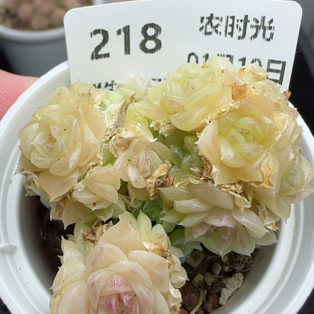 0119-218珠光麦秆